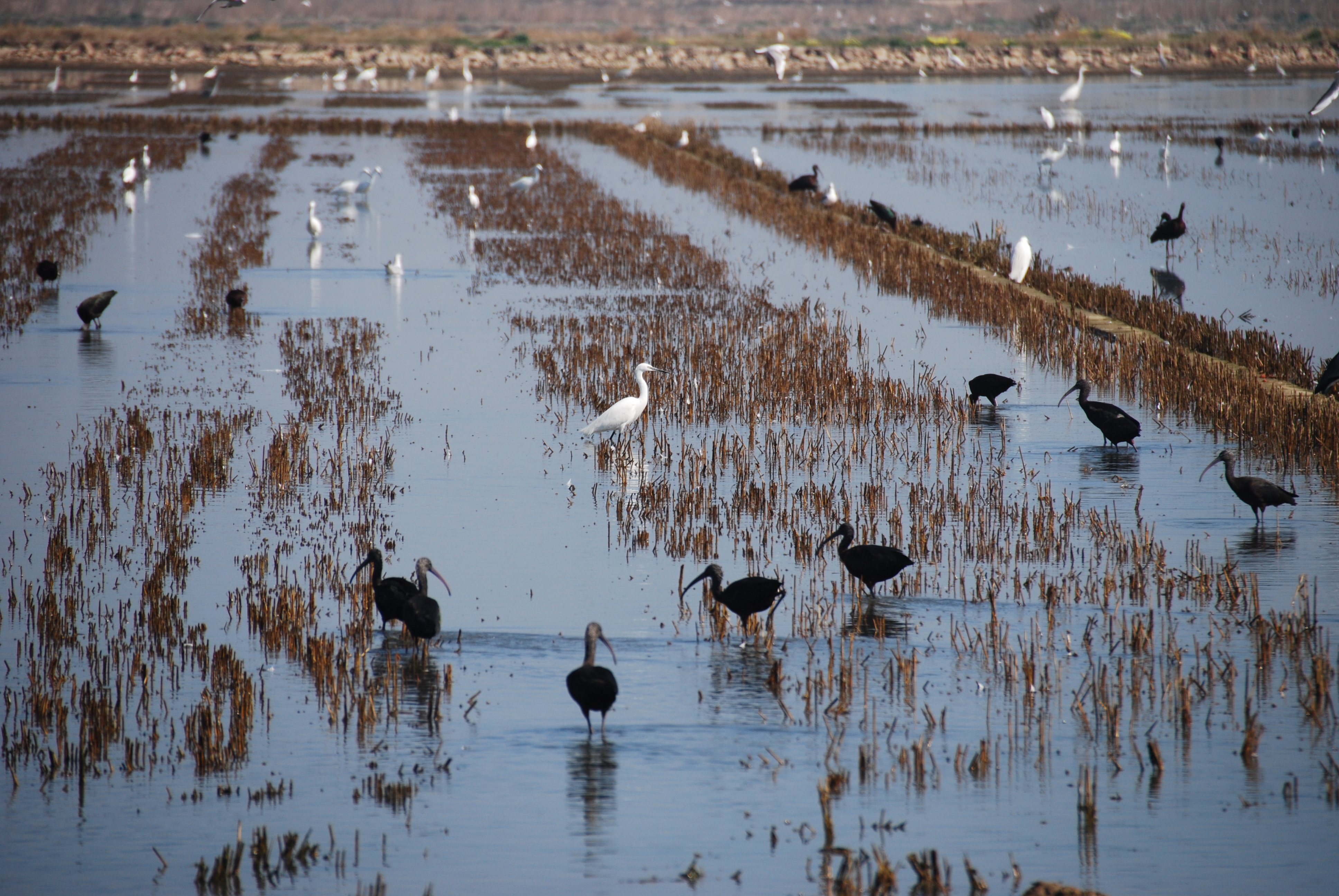 L’Albufera. Avifauna en el arrozal inundado.